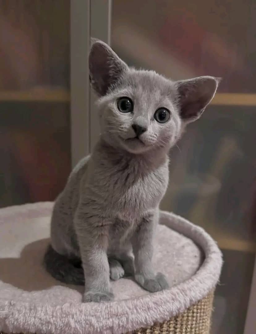Oliver - Russian Blue Kitten for Sale California - Male Russian Blue - Playful Personality - Purebred Kitten